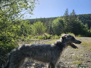 Mixed Breed dogs - Advert 1