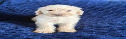 Labradoodle dogs for sale: Ready Now! Beautiful F1b Labradoodles  - Advert 27