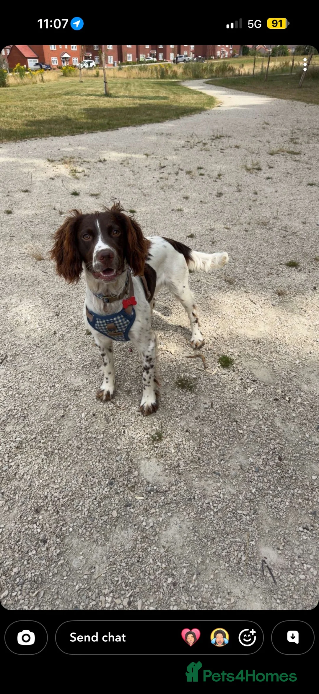 English Springer Spaniel dogs for sale: Milo - Springer Spaniel in Sandbach - Advert 2