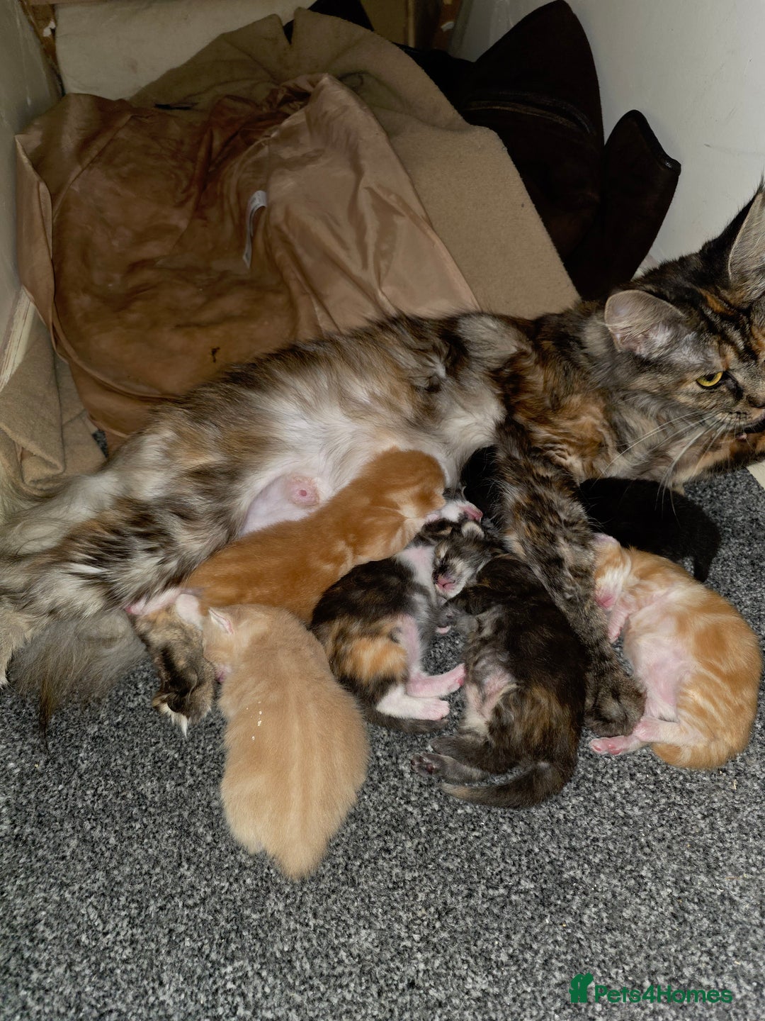 Mixed Breed cats for sale: Mainecoon x kittens - Advert 1