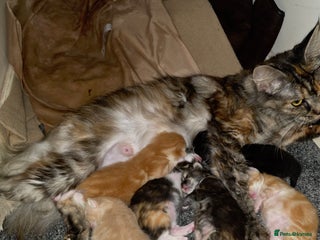 Mixed Breed cats Mainecoon x kittens - Advert 1