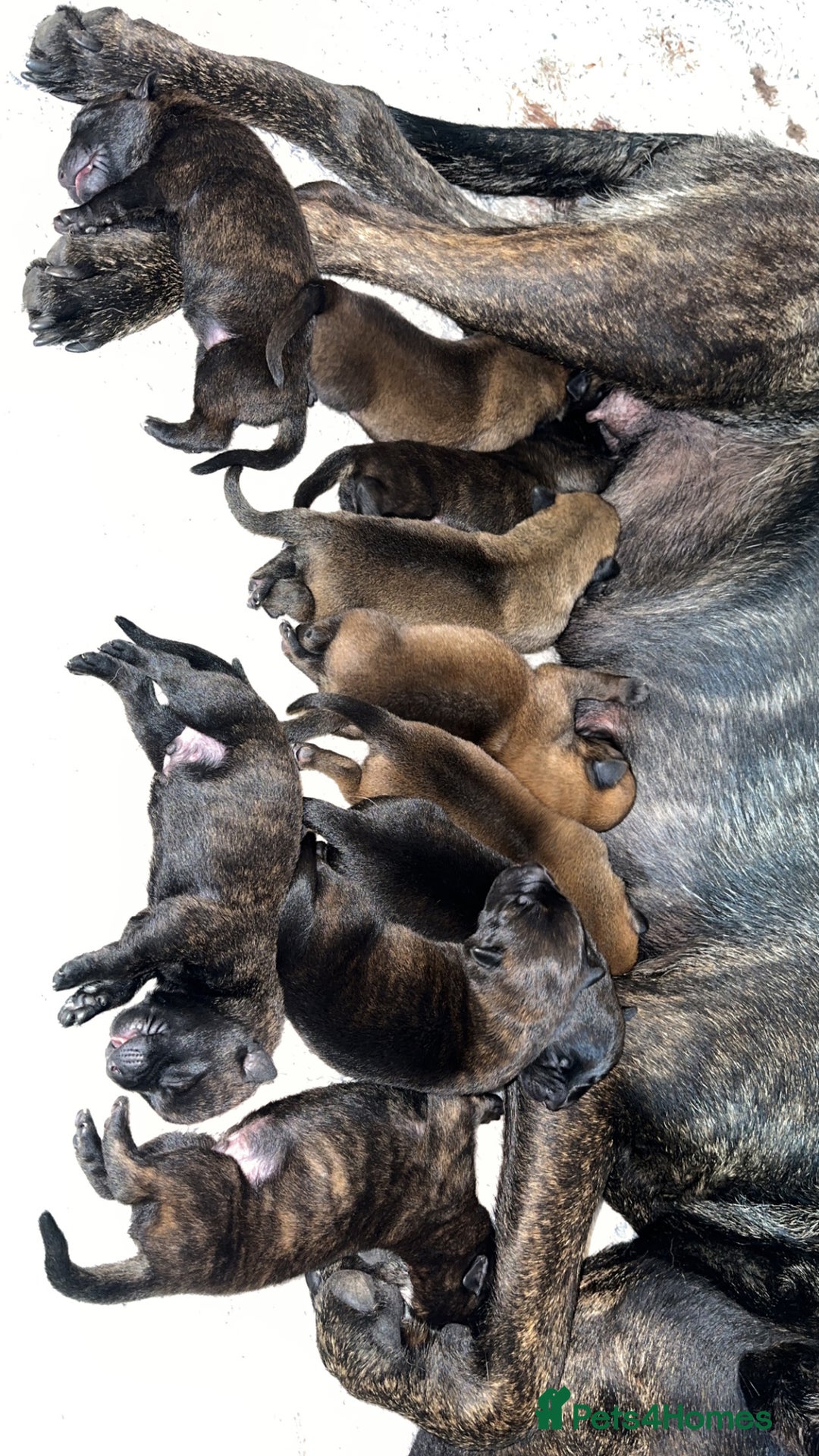 Mixed Breed dogs for sale: Dutch/Belgian malinois   - Image 4