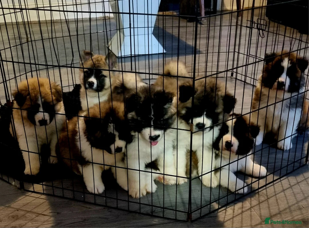 Akita dogs for sale: Akita pups - Advert 1
