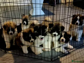 Akita dogs Akita pups - Advert 3