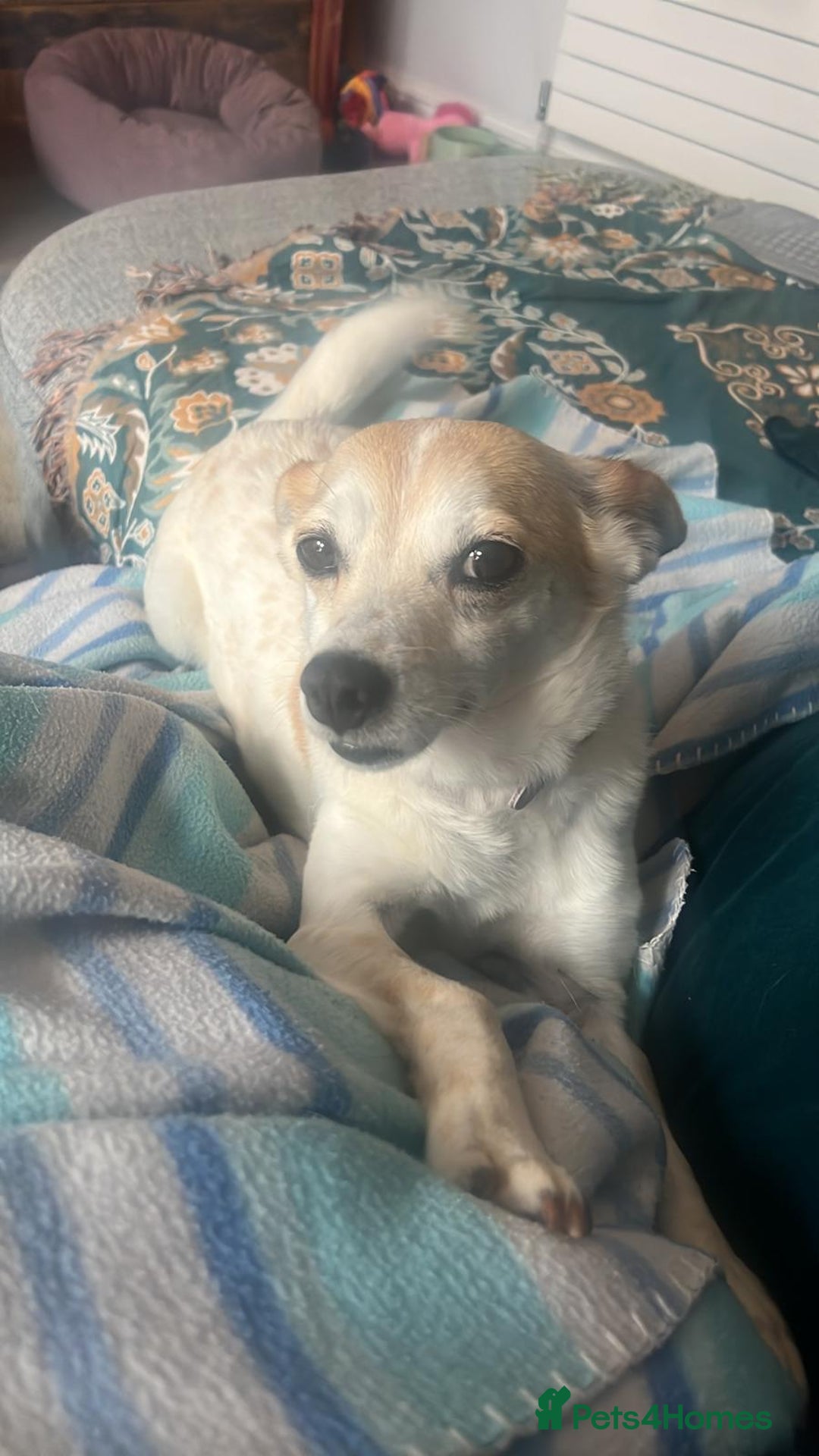 Mixed Breed dogs for adoption: 💖🐶 JULIET 🐶💖 - Image 19