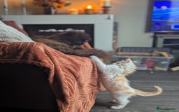 Maine Coon cats for sale: Maine Coon Kittens - Image 14