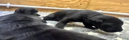 Labrador Retriever dogs for sale: KC Black Lab Male Pups  in Ottery Saint Mary - Advert 4