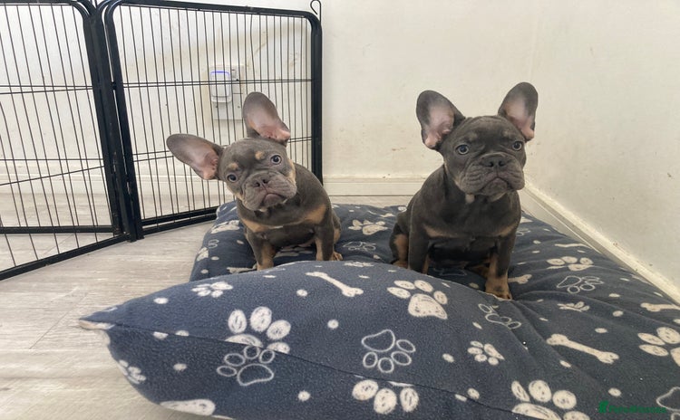 French Bulldog dogs in London - Advert 3