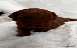 Labradoodle dogs for sale: Premium Multigen Labradoodle Puppies  - Advert 5