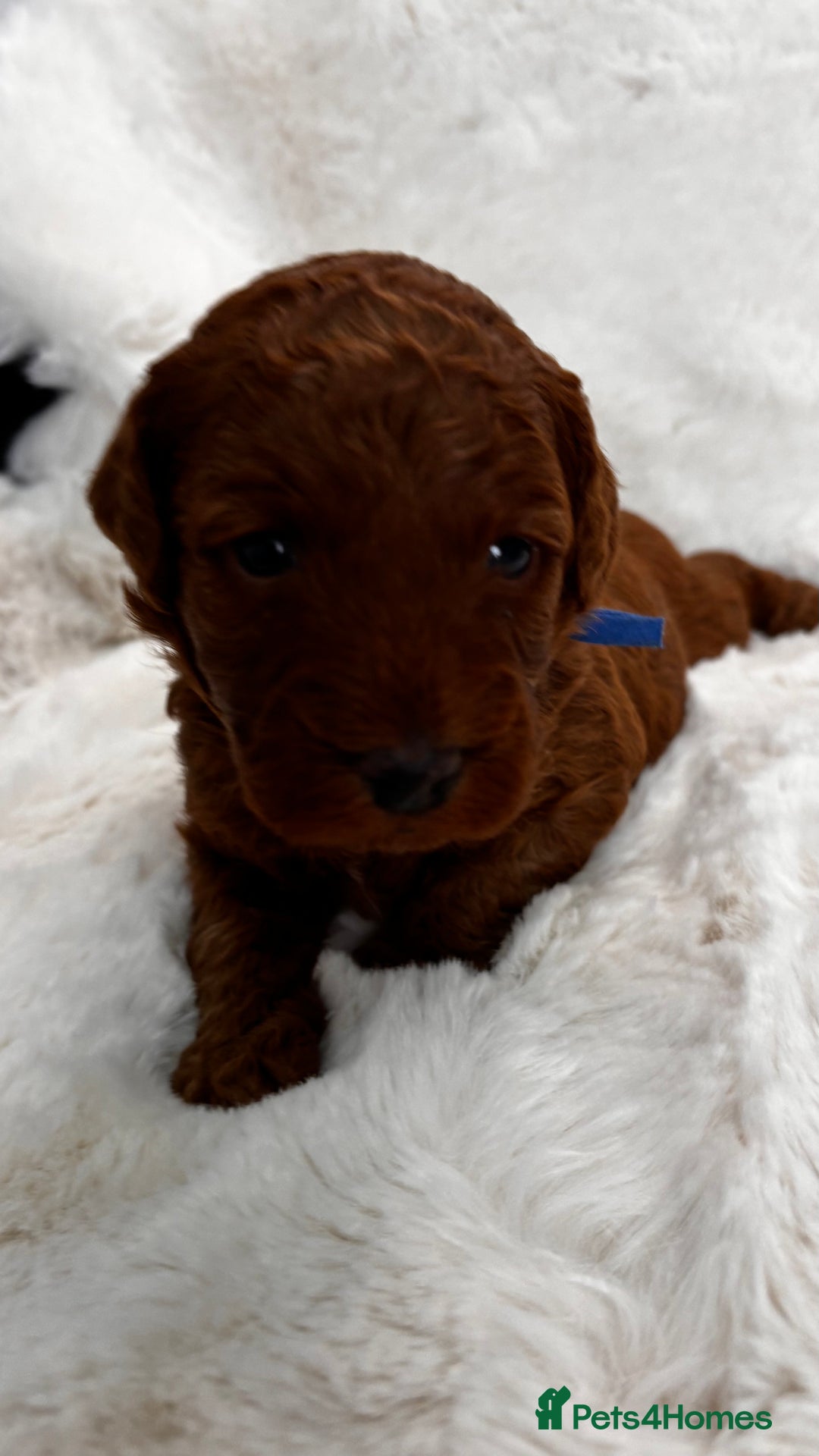 Labradoodle dogs for sale: Premium Multigen Labradoodle Puppies  - Advert 5
