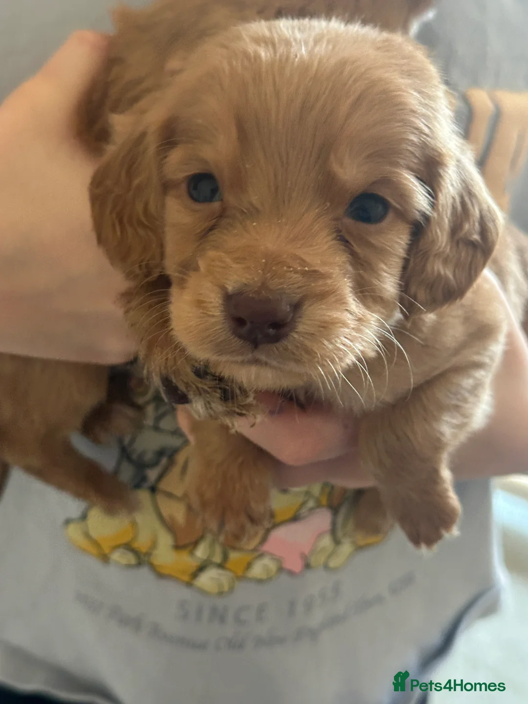 Cocker Spaniel dogs for sale: 1,500 - Advert 4