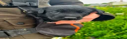 Labrador Retriever dogs for sale: Puppy Culture Raised 🐶 Health Tested - Advert 2