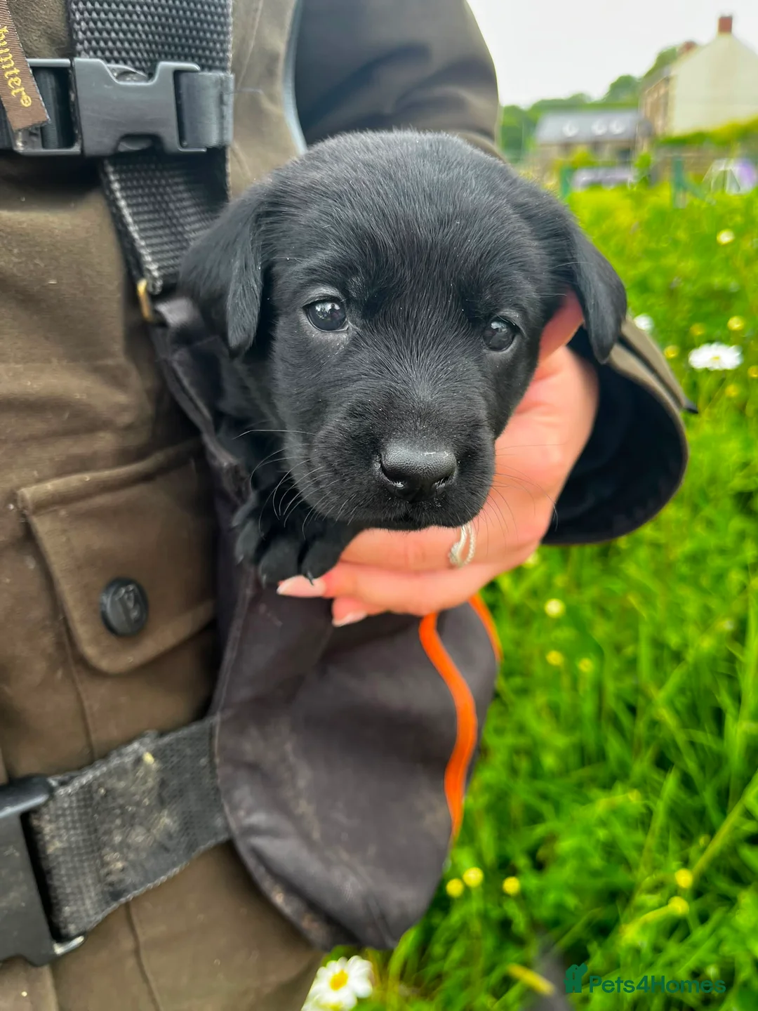 Labrador Retriever dogs for sale: Puppy Culture Raised 🐶 Health Tested - Advert 2