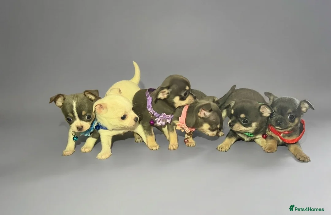 Chihuahua dogs for sale: Lilac chihuahua puppies in Peterborough - Advert 1