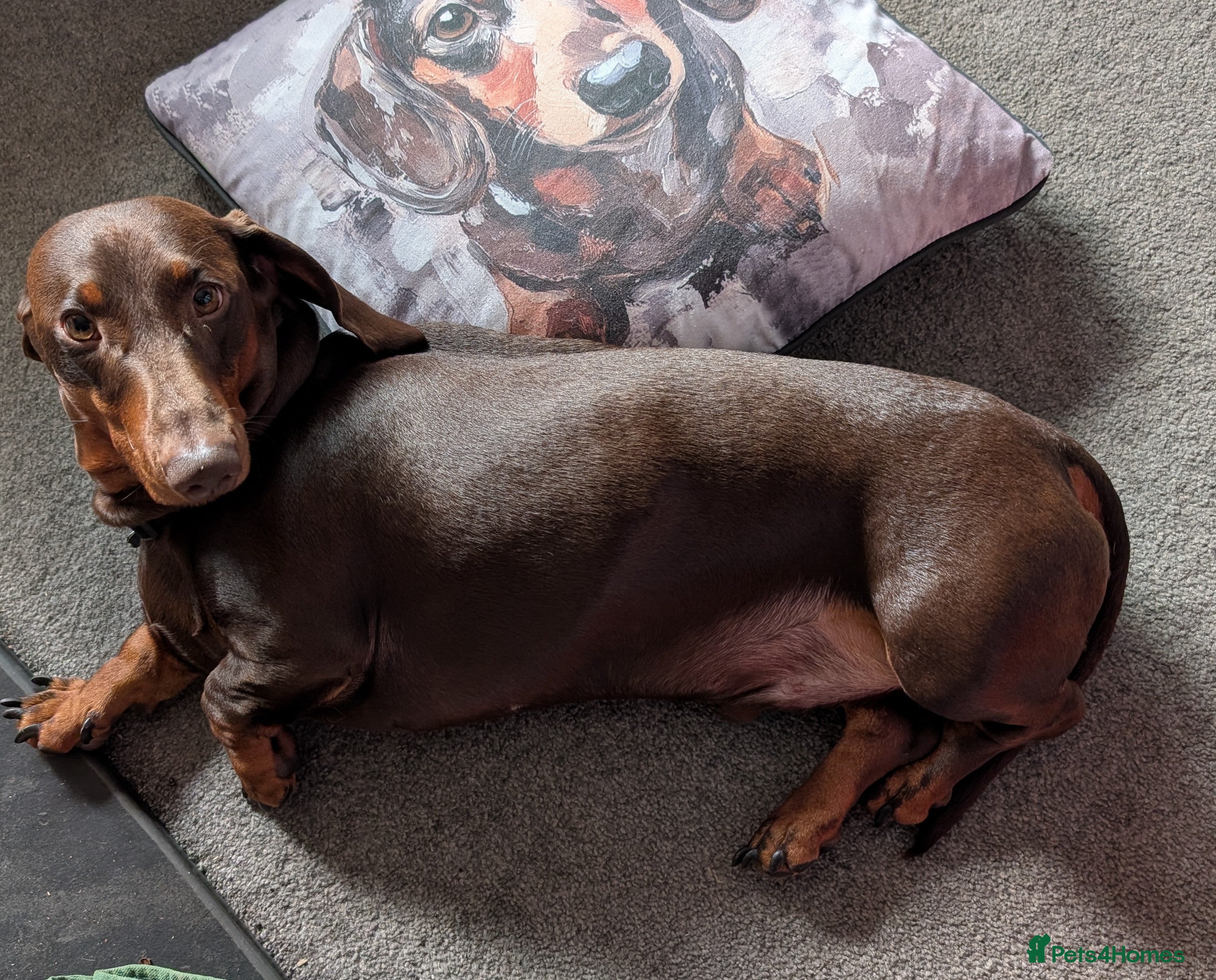 Dachshund dogs Pedigree standard Dachshund  - Advert 4