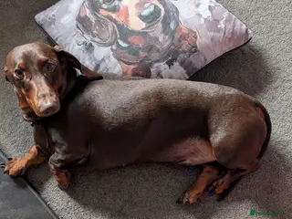 Dachshund dogs Pedigree standard Dachshund - Advert 4