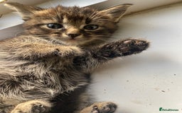 Bengal cats for sale: Five super friendly and fun kittens  - Image 1