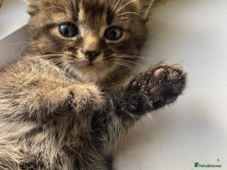 Bengal cats - Advert 11