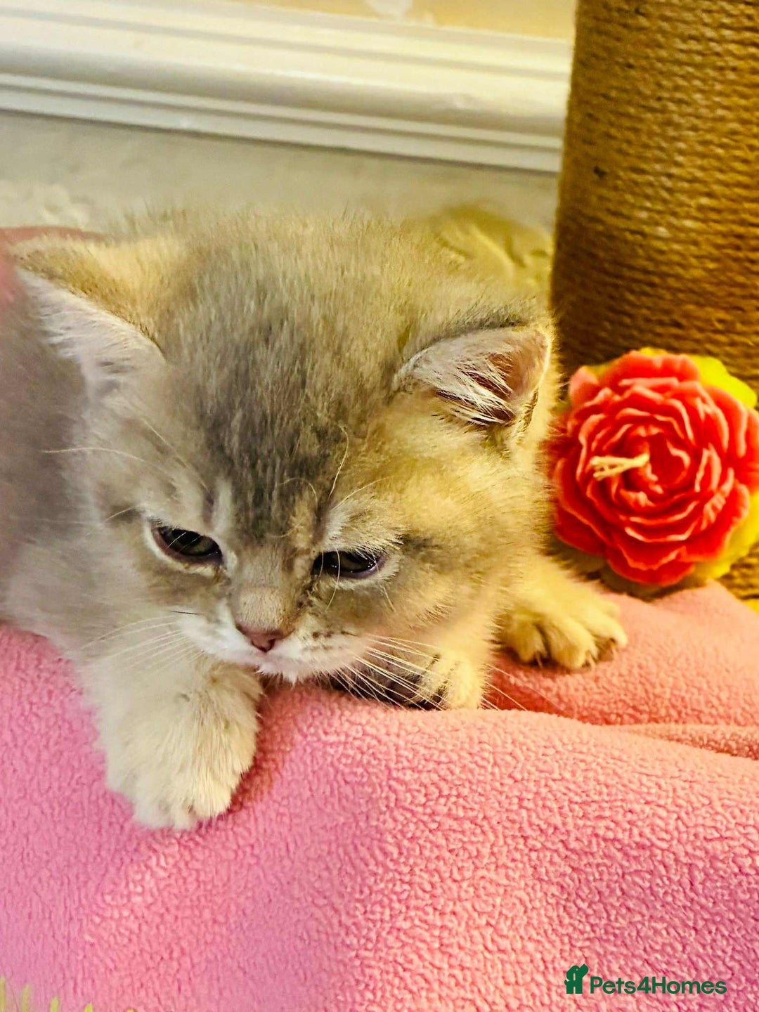 Scottish Fold cats for sale: 3 Scottish Fold Kittens for sale - Advert 7
