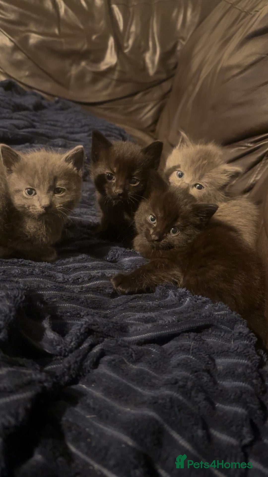 Mixed Breed cats for sale: Mixed breed kittens  - Advert 4