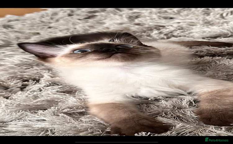Ragdoll cats - Advert 11