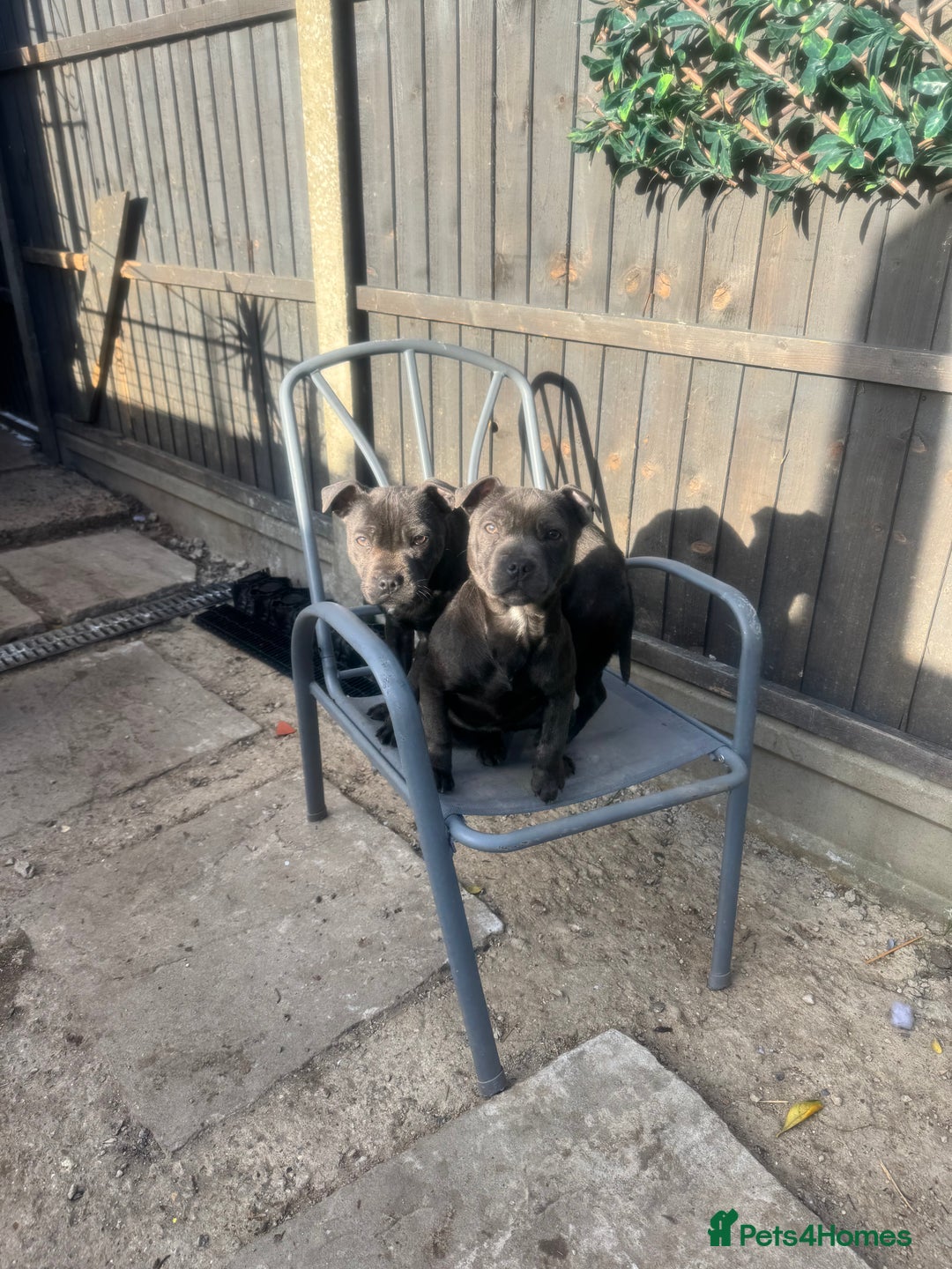 Staffordshire Bull Terrier dogs for sale: 2 female BLUE SBT sisters  - Advert 10