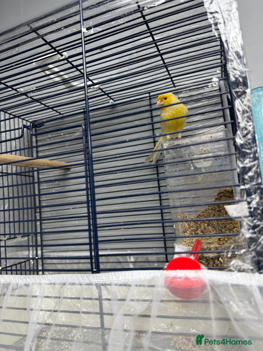 Canaries birds for sale: This bird for sale is ten months old  male  - Advert 5