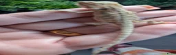 Bearded Dragon reptiles for sale: Hand tame in Pontypool - Advert 7