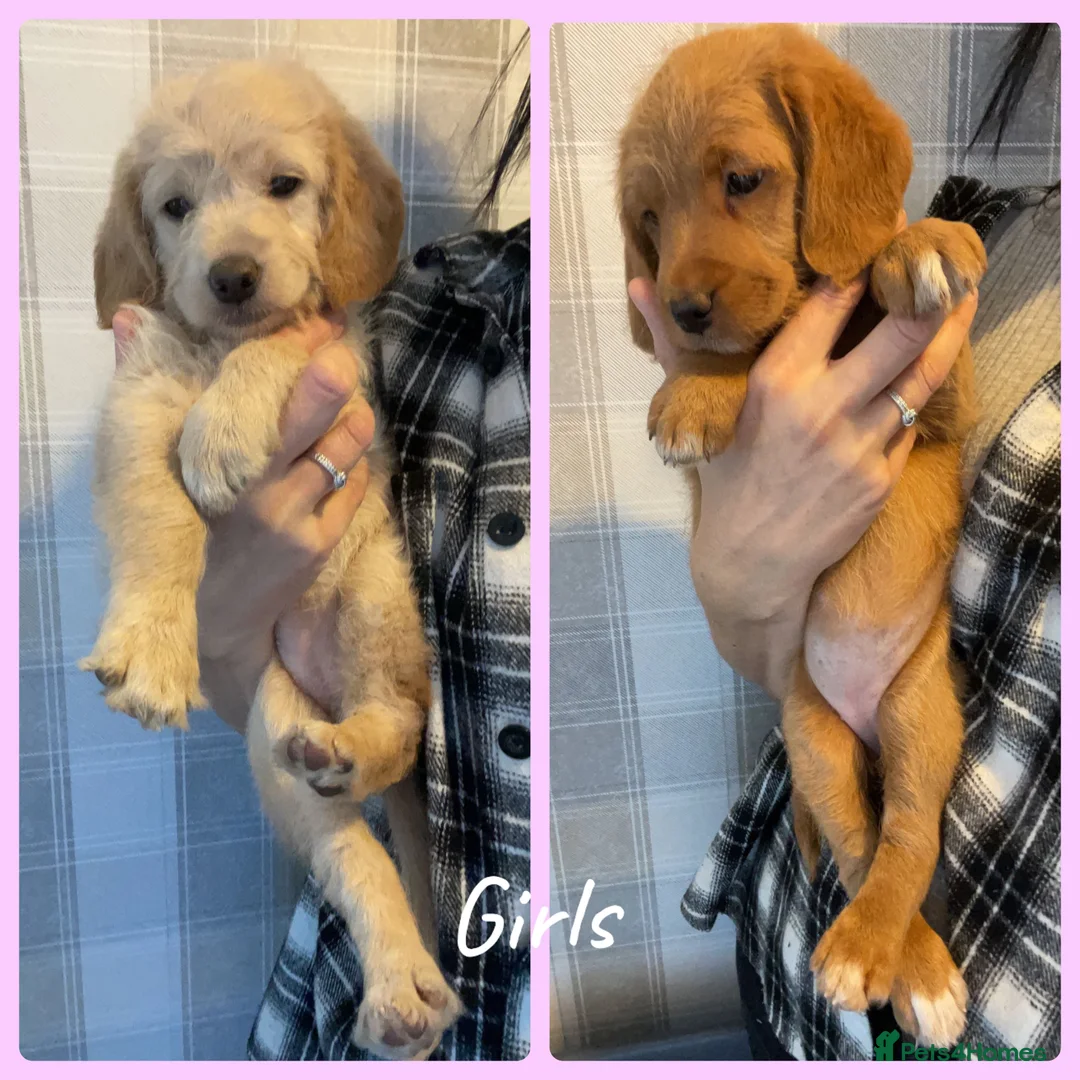 Toy Poodle dogs for stud: ‘Teddy’ KC Registered/Health tested Toy Stud in Wigan - Advert 40