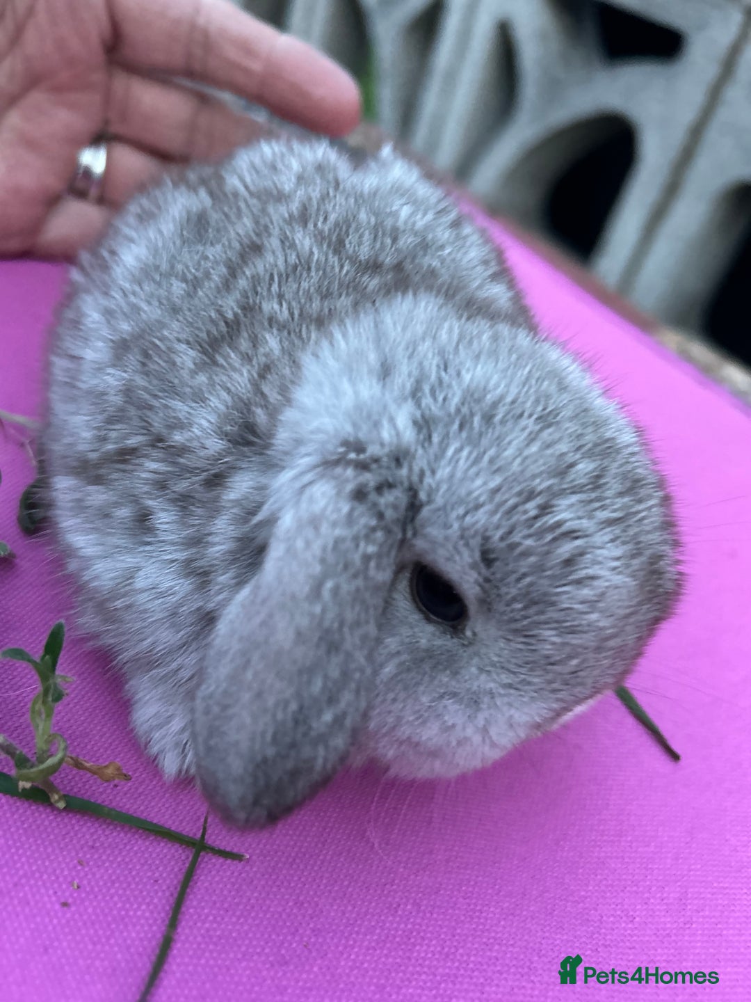 Mini Lop rabbits for sale: Pure bread mini lops - Advert 4
