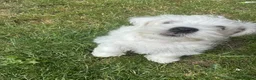 West Highland Terrier dogs for sale: I am ready for my for my forever home  - Advert 4