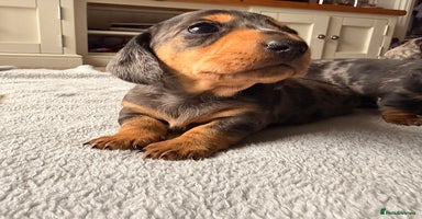 Miniature Dachshund dogs - Advert 14
