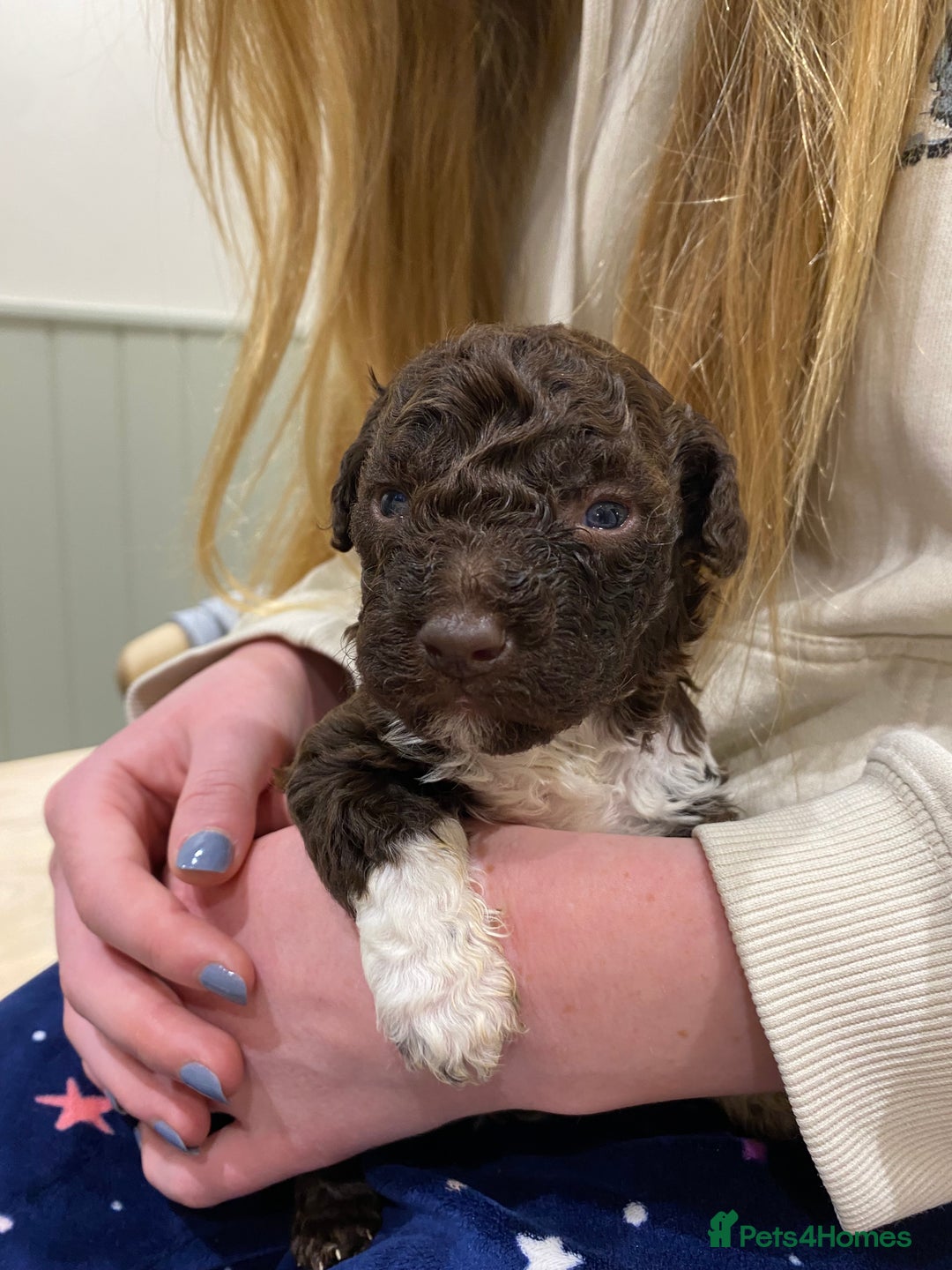 Lagotto Romagnolo dogs for sale: Lagotto Romagnolo puppies  - Advert 23