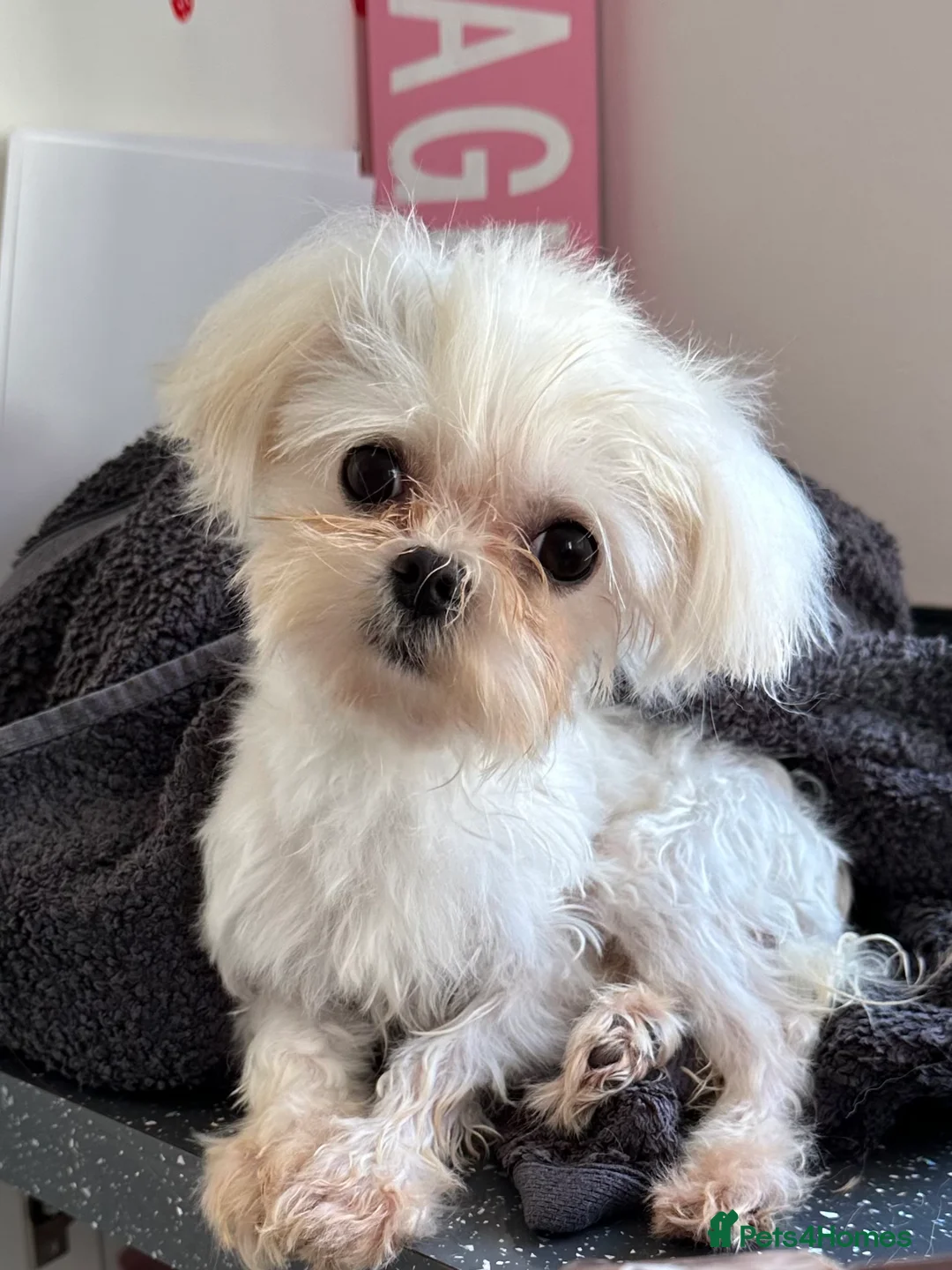 Maltese dogs for stud: Kc tiny Korean Maltese for stud in Hinckley - Advert 2