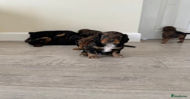 Cocker Spaniel dogs - Advert 1