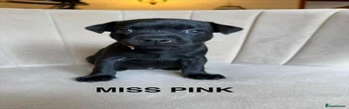 Miss Pink