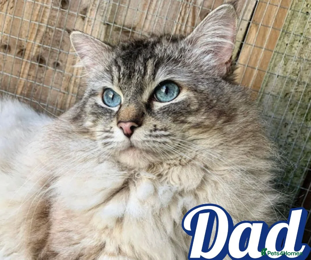 Ragdoll cats for sale: GCCF Registered Red Boys ready to go - Advert 12