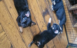French Bulldog dogs for sale: Fluffy frenchies for sale call 07760346117 - Image 6