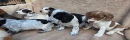 Cocker Spaniel dogs for sale: Beautiful litter of unusual colour Cocker spaniel  - Advert 26