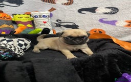 Pug dogs for sale: Pretty Female Pug Puppies x2 HEALTHY & HAPPY  - Image 1
