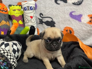 Pug dogs - Advert 32