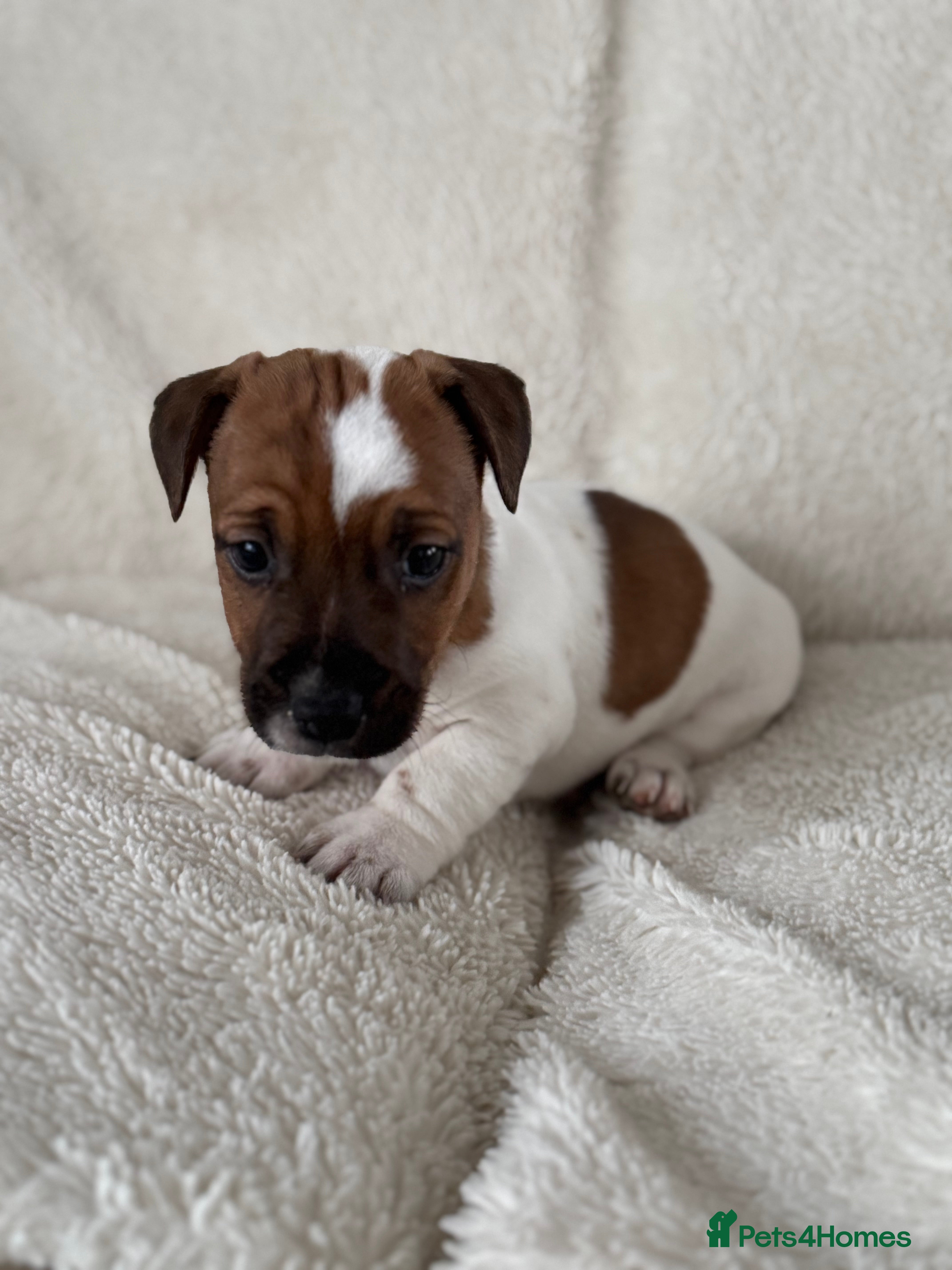 Jack Russell dogs Smooth coated tan and white jack Russel  - Advert 1