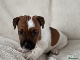 Jack Russell dogs Smooth coated tan and white jack Russel - Advert 1