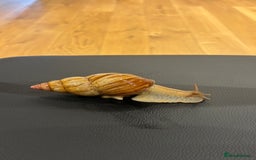 Snails invertebrates for sale: SILVER LEUCISTIC OVUMS TANK STARTER KIT IREDALEI  - Image 9