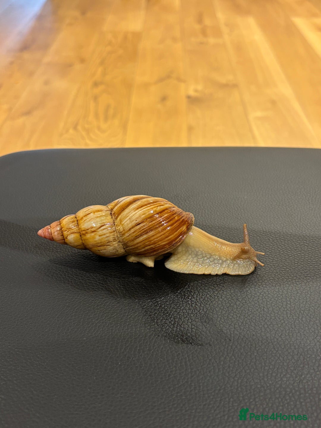 Snails invertebrates for sale: SILVER LEUCISTIC OVUMS TANK STARTER KIT IREDALEI  - Image 9