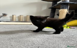 British Shorthair cats for sale: 🐾 British Shorthair Kittens 🐾 - Image 13