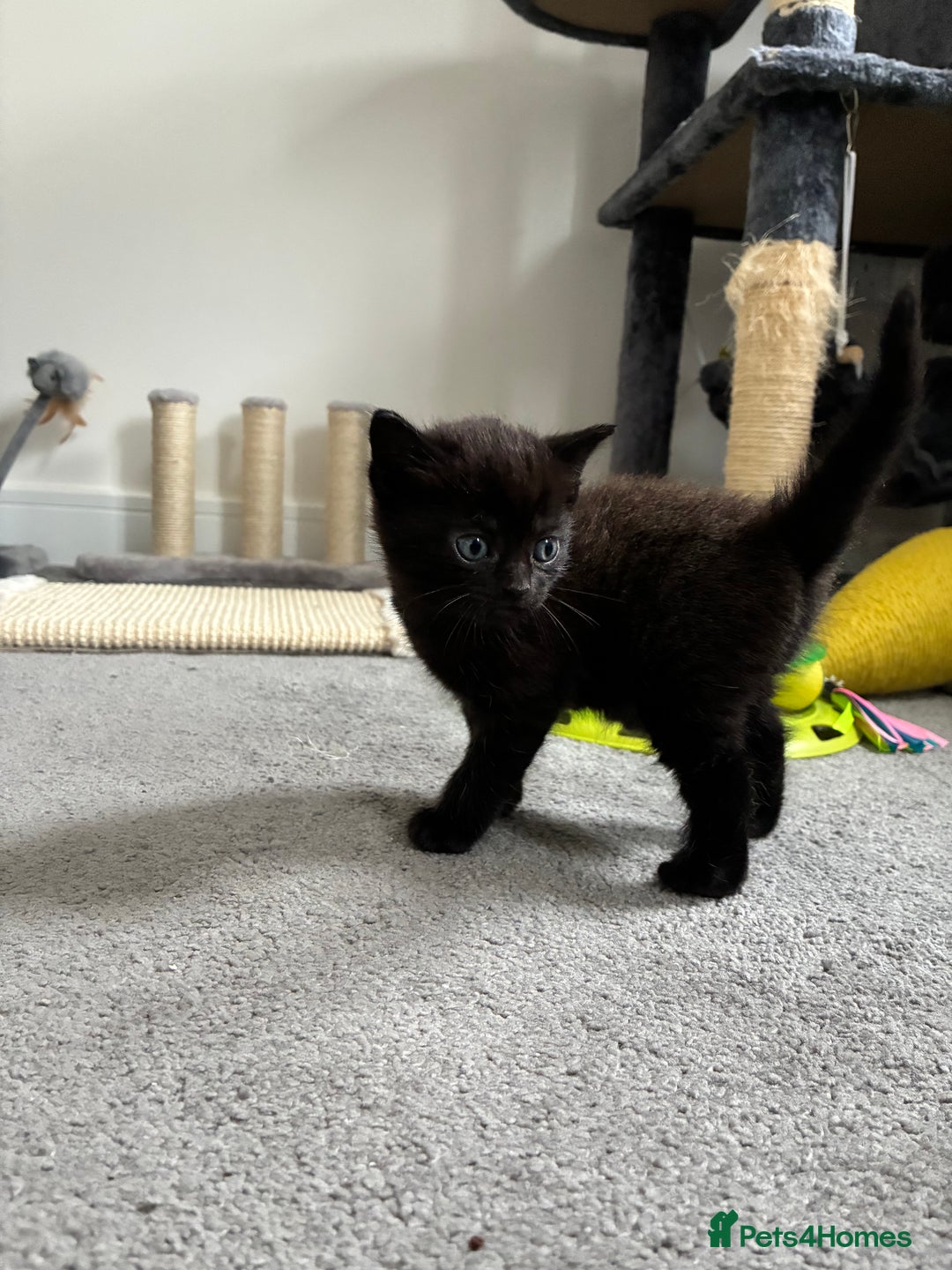 British Shorthair cats for sale: 🐾 British Shorthair Kittens 🐾 - Image 13