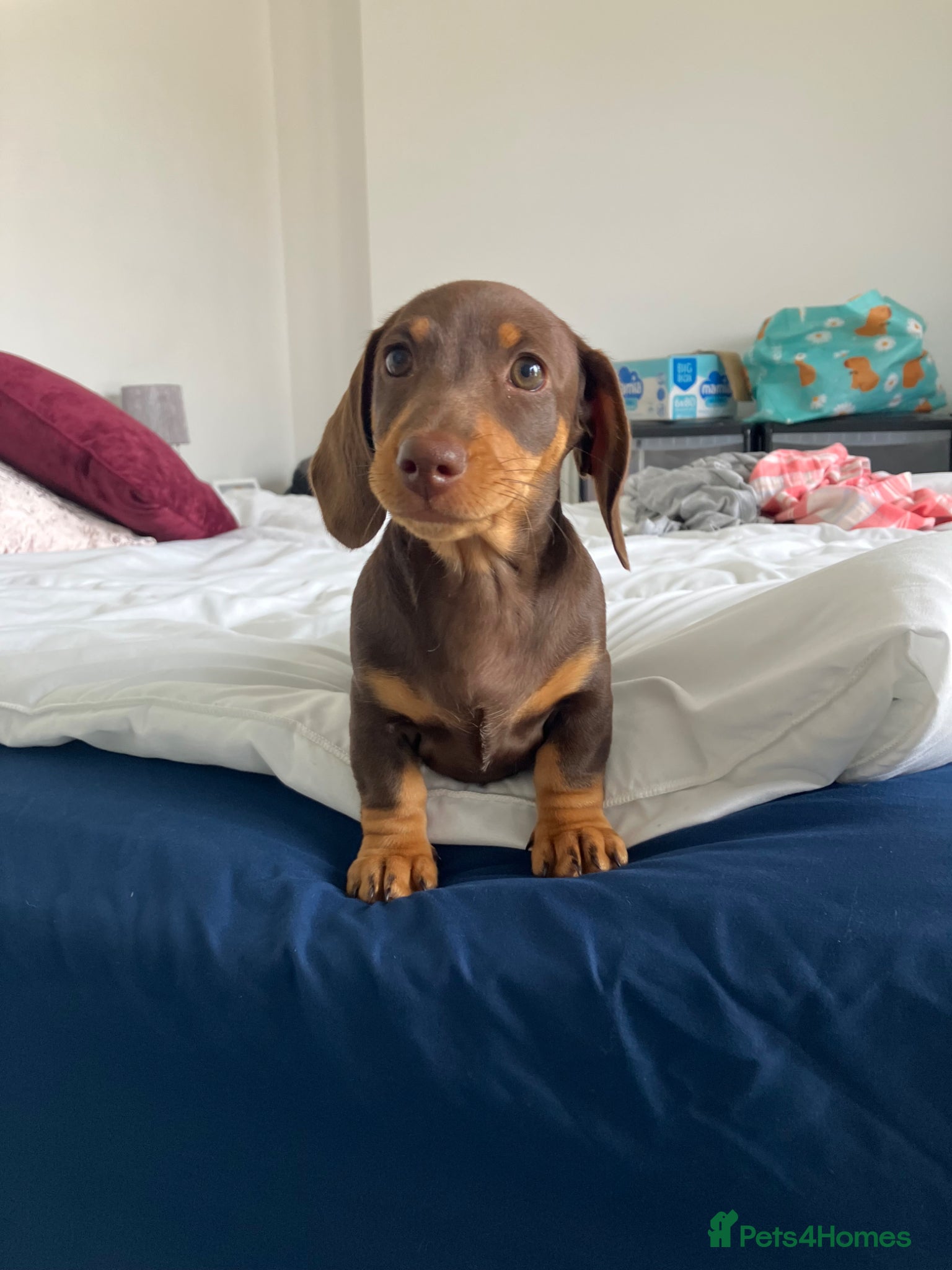 Miniature Dachshund dogs for sale: Female dachshund  in Maidstone - Advert 1
