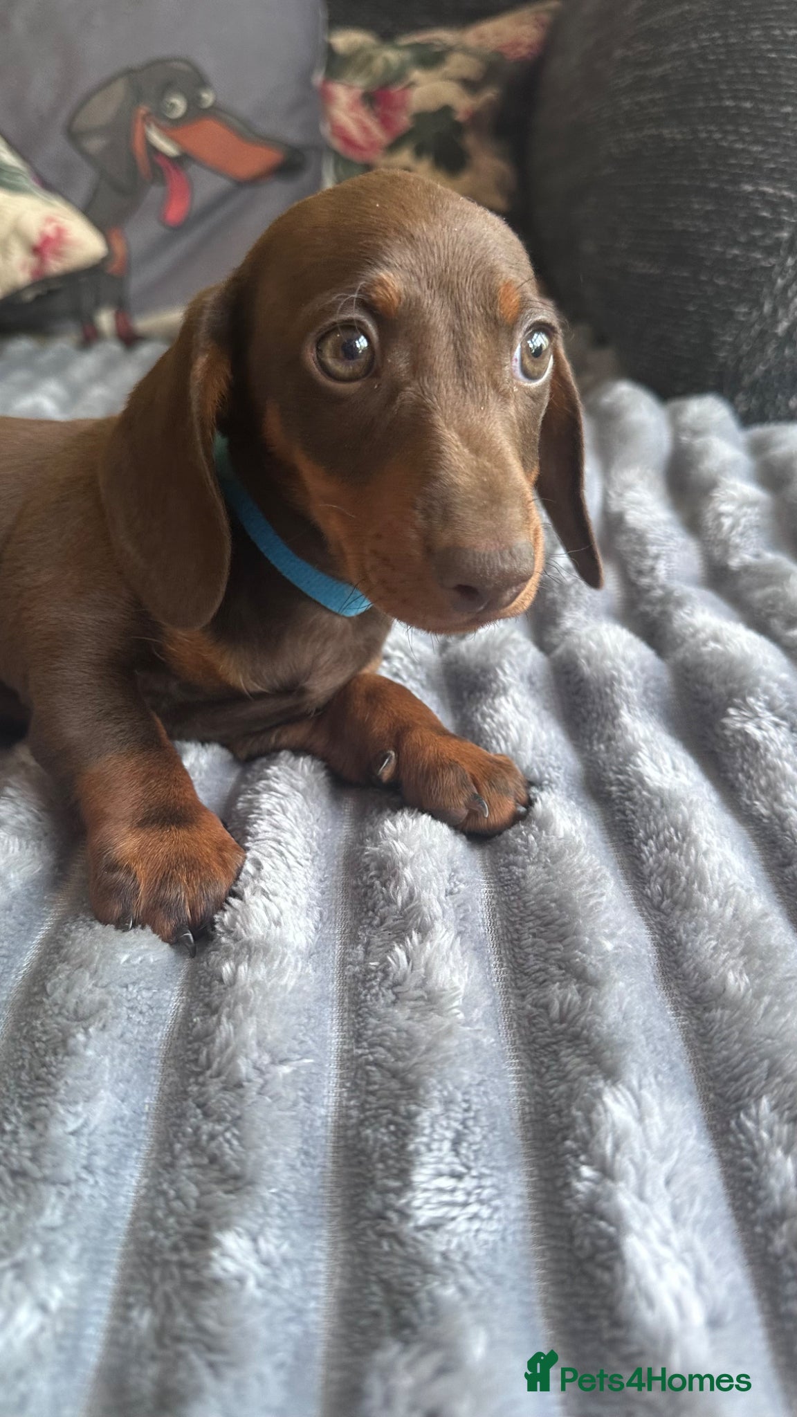 Miniature Dachshund dogs Miniature Kc registered Pra clear - Advert 1
