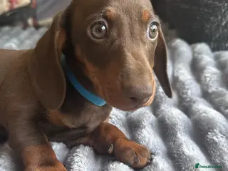 Miniature Dachshund dogs Miniature Kc registered Pra clear - Advert 6